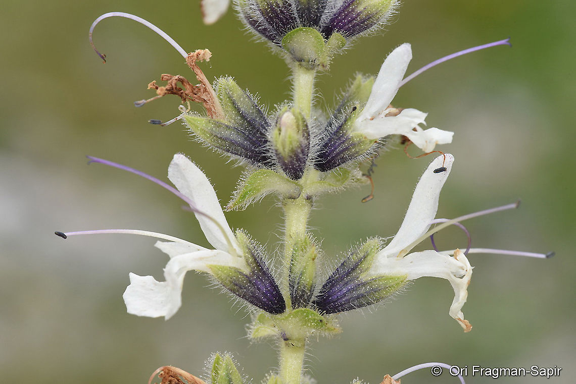 Salvia staminea  Geotagged,Salvia staminea,Spring,Turkey
