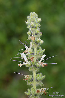 Salvia_staminea9_2018  Geotagged,Salvia staminea,Spring,Turkey