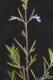 Satureja hortensis  Geotagged,Satureja hortensis,Spring,Summer savory,Turkey