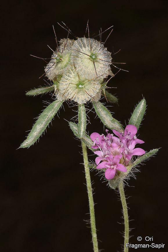 Lomelosia micrantha NE Turkey, Tortum Falls Geotagged,Lomelosia micrantha,Summer,Turkey