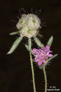 Lomelosia micrantha NE Turkey, Tortum Falls Geotagged,Lomelosia micrantha,Summer,Turkey