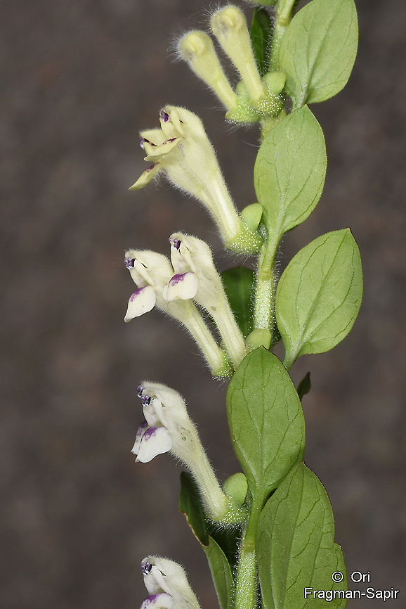 Scutellaria albida  Geotagged,Scutellaria albida,Summer,Turkey