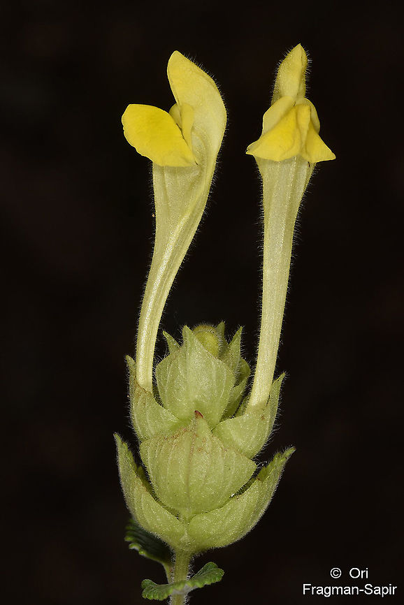 Scutellaria orientalis  Geotagged,Scutellaria orientalis,Spring,Turkey,Yellow-flowered skull cap