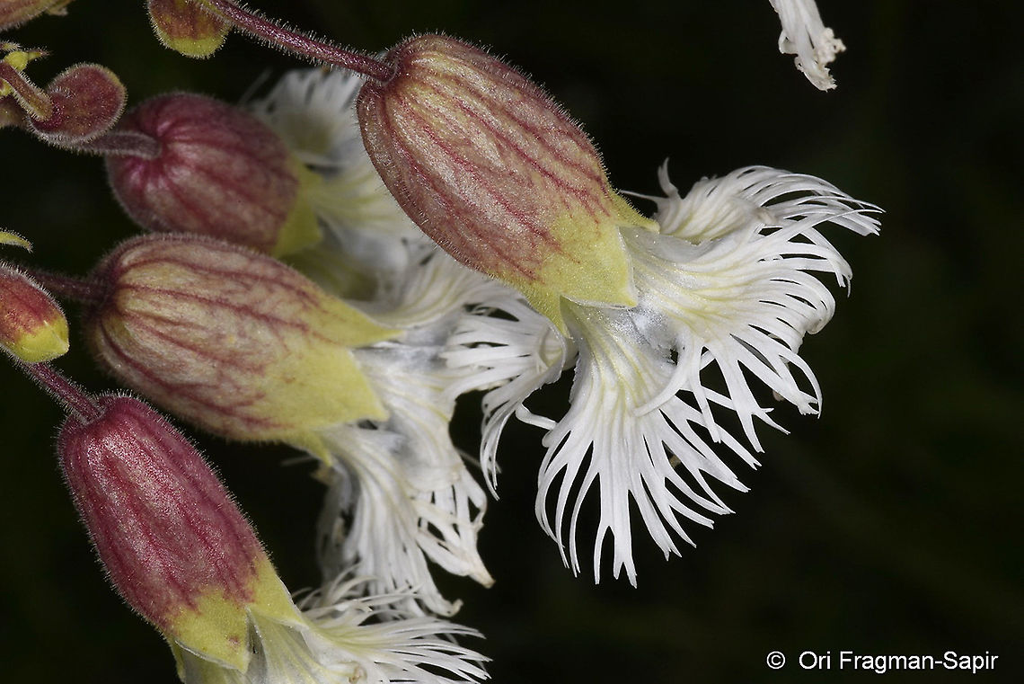 Silene multifida  Geotagged,Silene multifida,Summer,Turkey