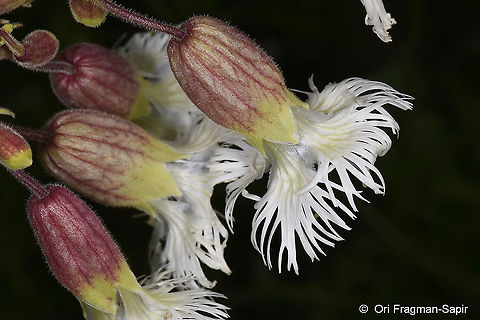 Silene multifida  Geotagged,Silene multifida,Summer,Turkey