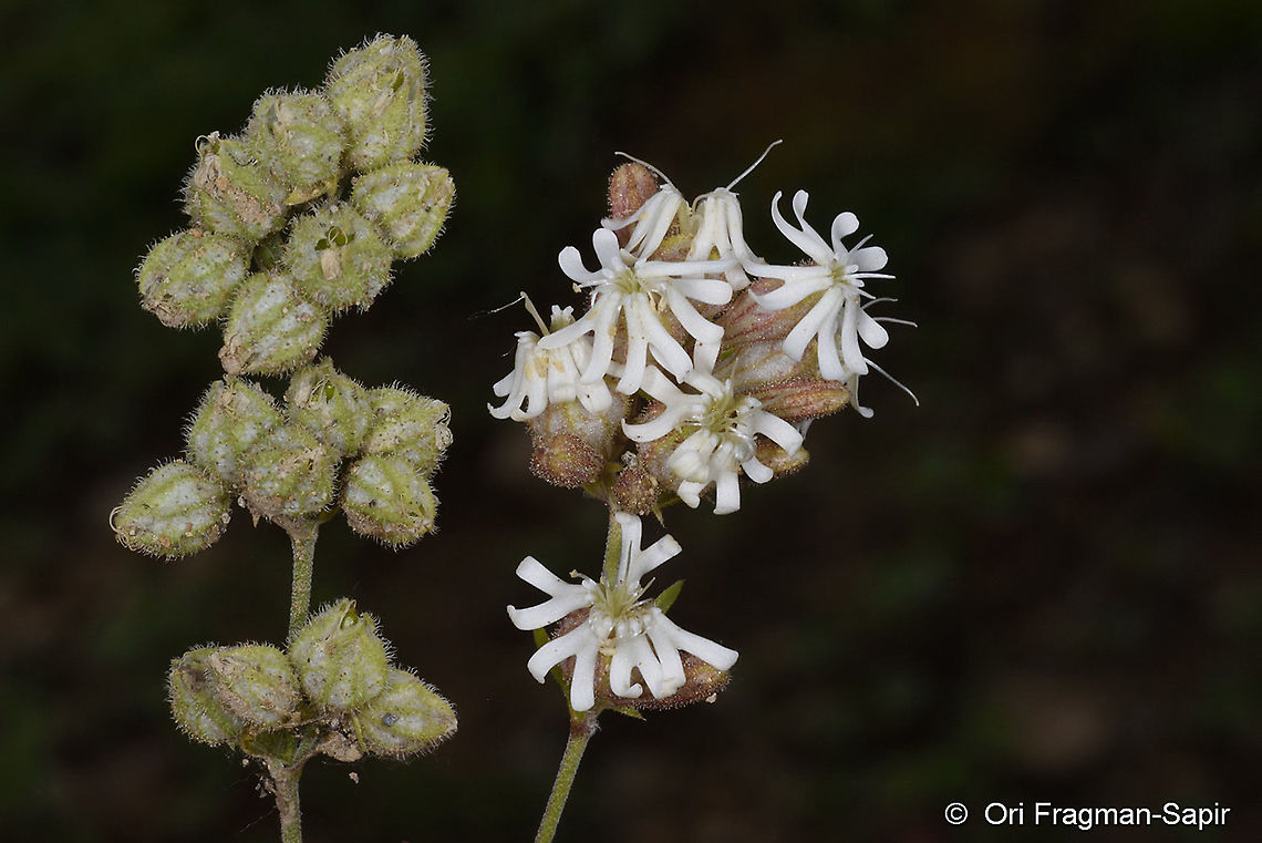 Silene spergulifolia  Silene spergulifolia