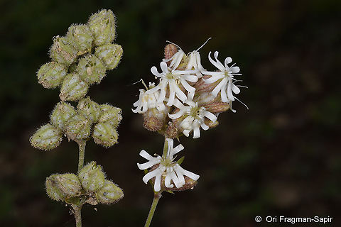 Silene spergulifolia  Silene spergulifolia