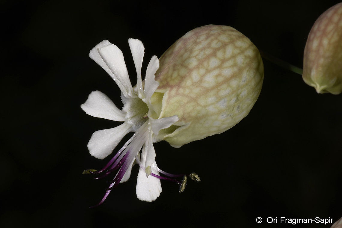 Silene vulgaris  Bladder Campion,Geotagged,Silene vulgaris,Summer,Turkey