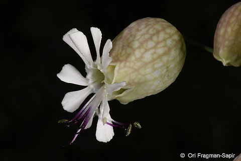Silene vulgaris  Bladder Campion,Geotagged,Silene vulgaris,Summer,Turkey
