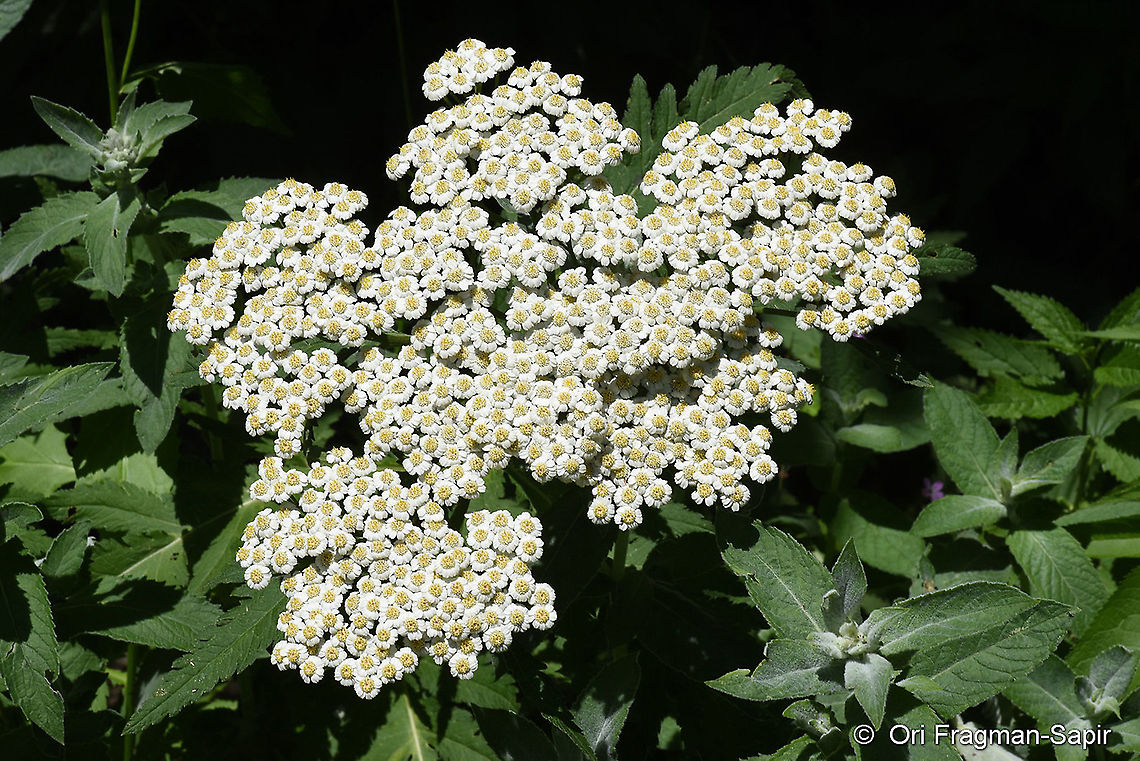 Tanacetum macrophyllum  Geotagged,Summer,Tanacetum microphyllum,Turkey