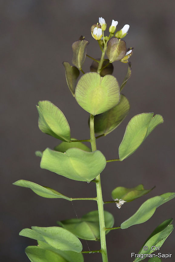 Thlaspi arvense  Geotagged,Spring,Thlaspi arvense,Turkey