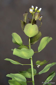 Thlaspi arvense  Geotagged,Spring,Thlaspi arvense,Turkey