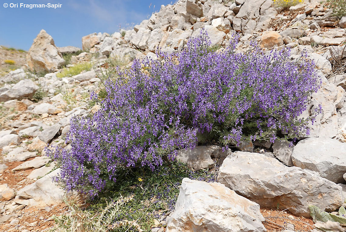 Teucrium orientale  Geotagged,Summer,Teucrium orientale