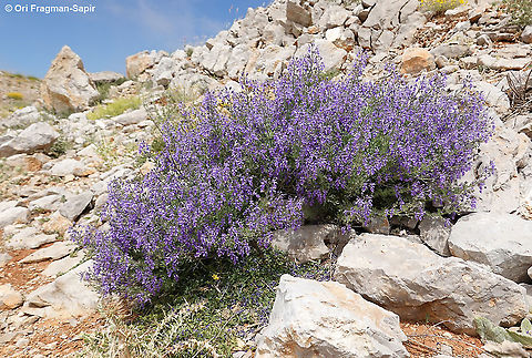 Teucrium orientale