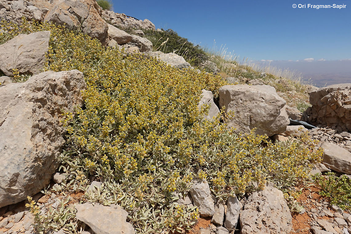 Phlomis brevilabris  Geotagged,Phlomis brevilabris,Summer