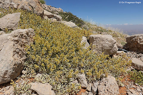 Phlomis brevilabris  Geotagged,Phlomis brevilabris,Summer