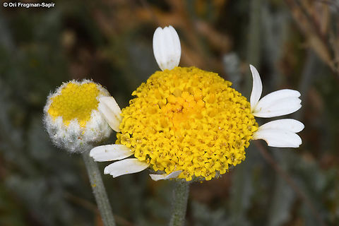 Anthemis pauciloba