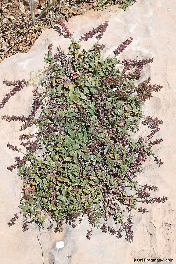 Veronica orientalis  Geotagged,Summer,Veronica orientalis