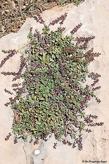 Veronica orientalis  Geotagged,Summer,Veronica orientalis