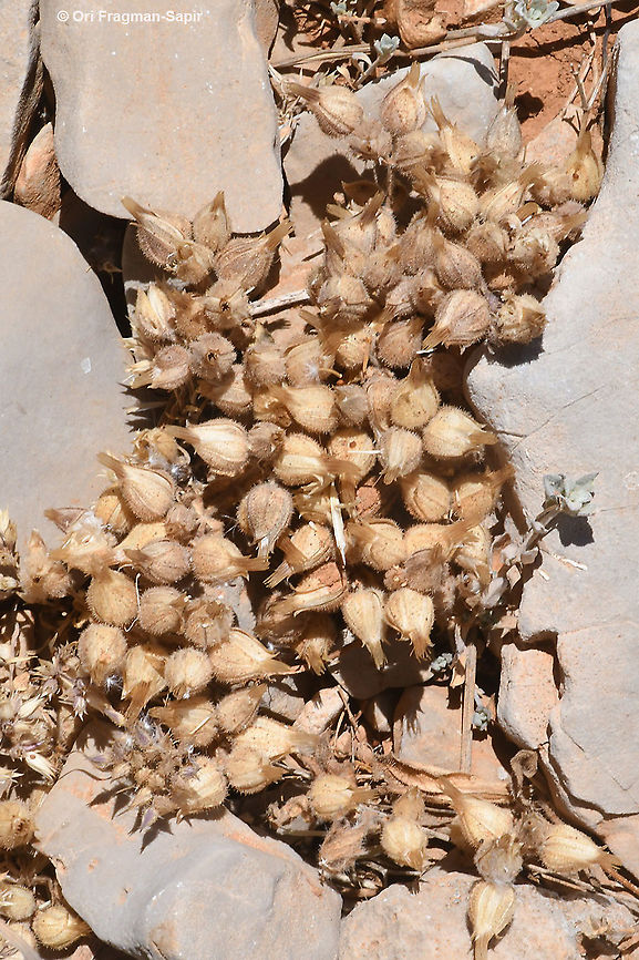 Cerastium inflatum  Cerastium inflatum,Geotagged,Summer