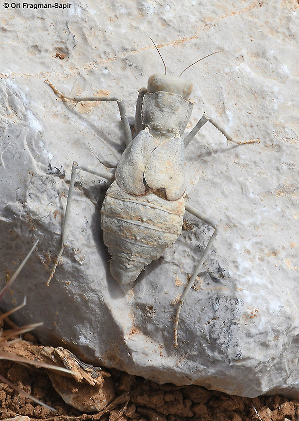 Eremiaphila genei  Eremiaphila genei,Geotagged,Summer