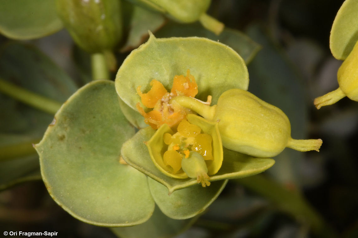 Euphorbia antilibanotica  Euphorbia antilibanotica,Geotagged,Summer