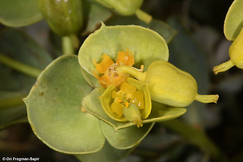 Euphorbia antilibanotica  Euphorbia antilibanotica,Geotagged,Summer