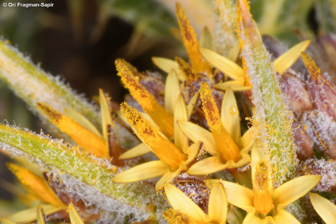 Gundelia tournefortii  Geotagged,Gundelia tournefortii,Summer