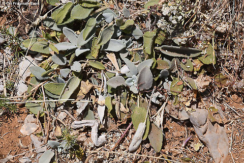 Salvia multicaulis  Geotagged,Salvia multicaulis,Summer