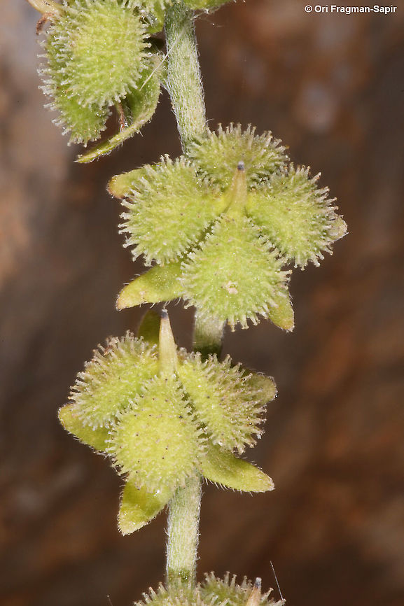 Cynoglossum montanum  Cynoglossum montanum,Geotagged,Mountain hound's tongue,Summer