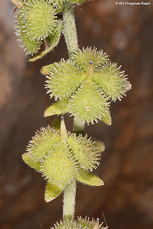 Cynoglossum montanum  Cynoglossum montanum,Geotagged,Mountain hound's tongue,Summer
