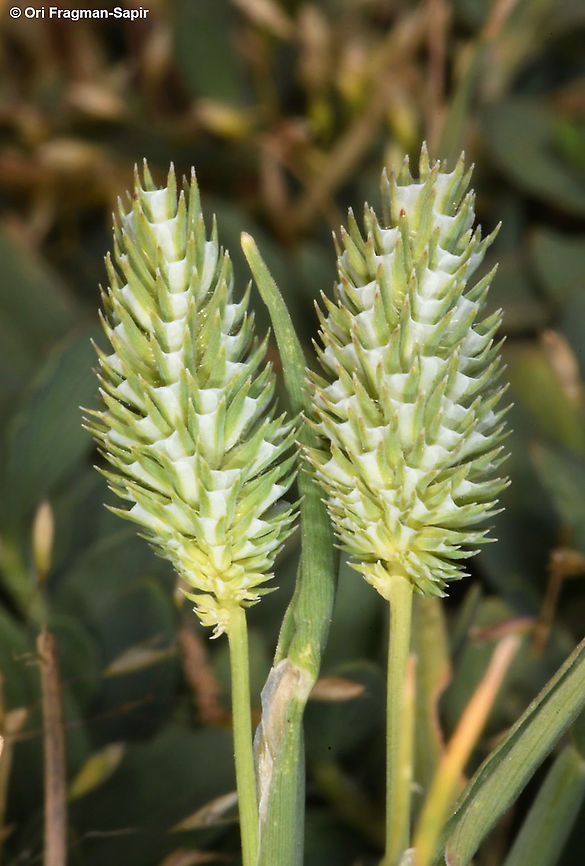 Phleum bertolonii  Geotagged,Phleum pratense,Summer,Timothy grass