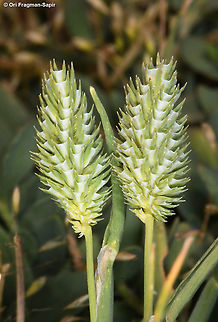 Phleum bertolonii  Geotagged,Phleum pratense,Summer,Timothy grass