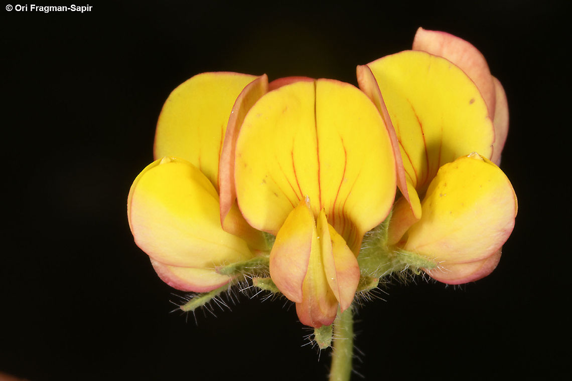 Lotus corniculatus  Bird's-foot trefoil,Geotagged,Lotus corniculatus,Summer