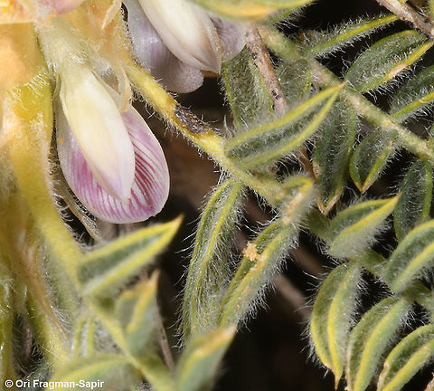 Astragalus echinus