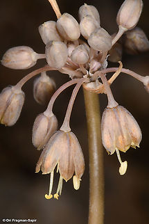 Allium pseudostamineum