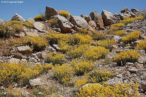 Hypericum libanoticum