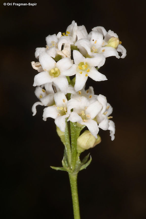 Galium incanum  Galium incanum,Geotagged,Summer