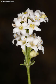 Galium incanum  Galium incanum,Geotagged,Summer