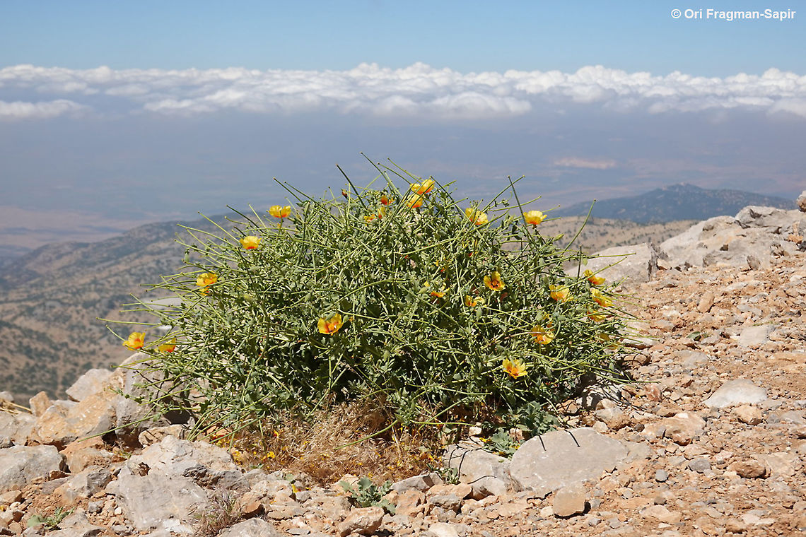 Glaucium leiocarpum  Geotagged,Glaucium leiocarpum,Summer