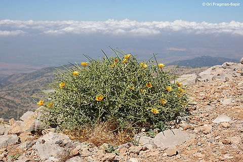 Glaucium leiocarpum  Geotagged,Glaucium leiocarpum,Summer