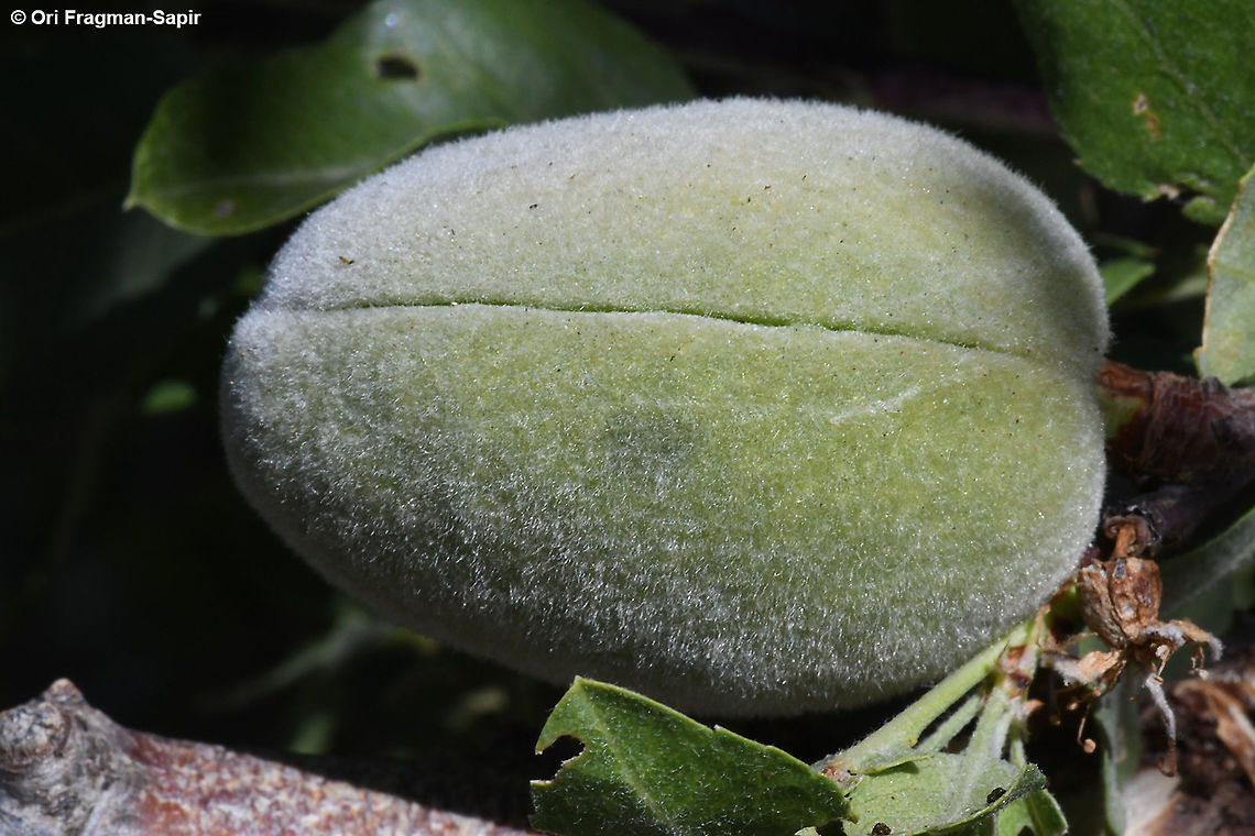 Amydgalus communis ssp microphyllus  Geotagged,Prunus dulcis,Summer,almond