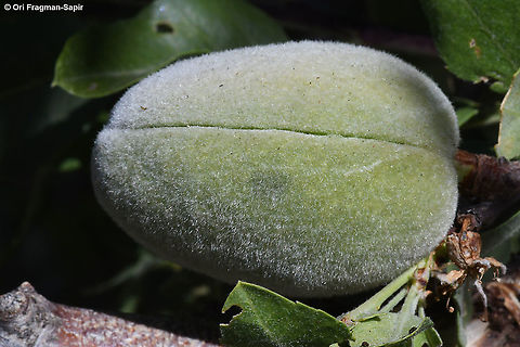 Amydgalus communis ssp microphyllus  Geotagged,Prunus dulcis,Summer,almond