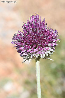 Allium phanerantherum