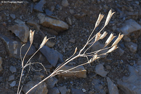 Ixiolirion tataricum fruit is seed dispersal stage Geotagged,Ixiolirion tataricum,Siberian lily,Summer
