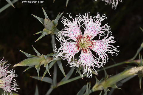 Dianthus libanotis  Dianthus libanotis,Geotagged,Mount Libanus Pink,Summer