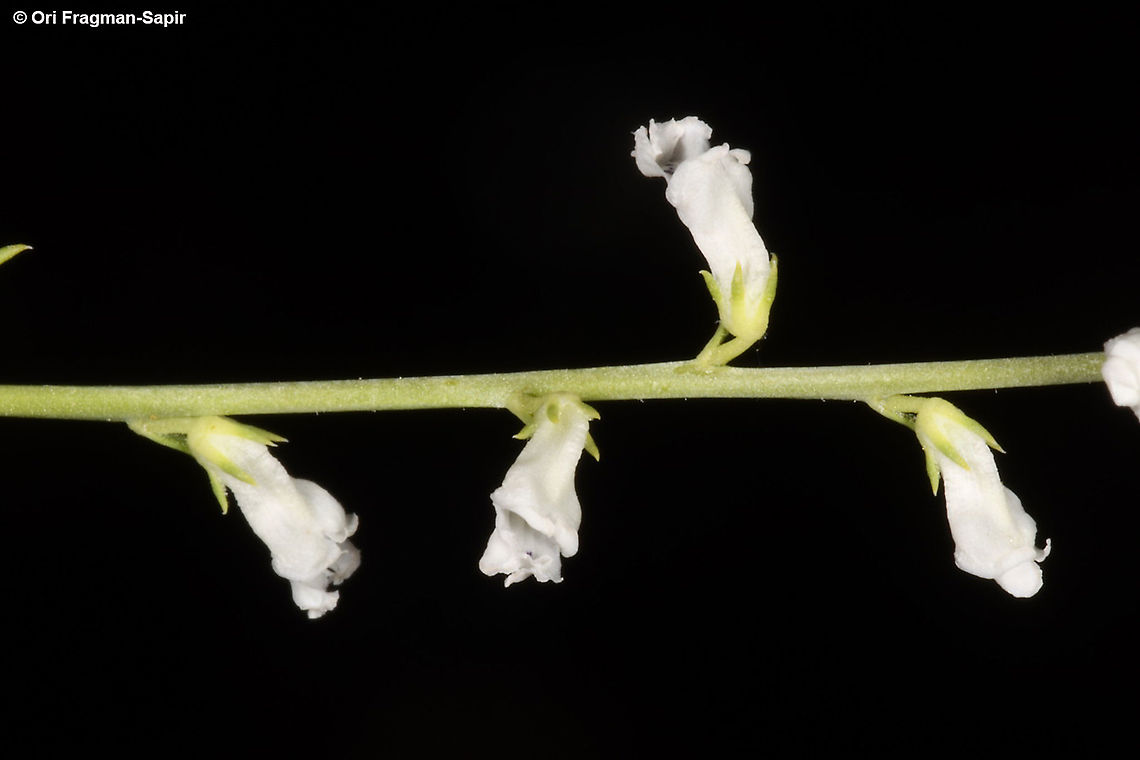 Anarrhinum forskahlii  Anarrhinum forskahlii,Geotagged,Summer