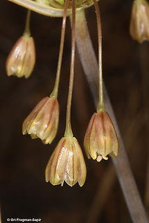 Allium therinanthum