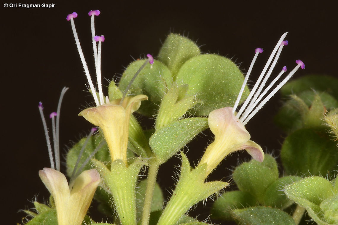 Origanum petraeum  Origanum petraeum,Petra oregano