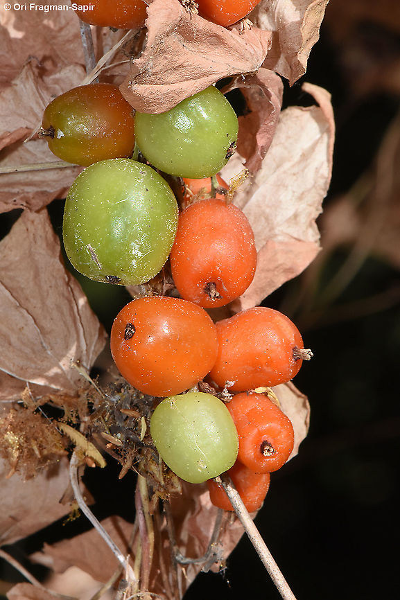 Dioscorea orientalis  Dioscorea orientalis,Geotagged,Israel,Summer